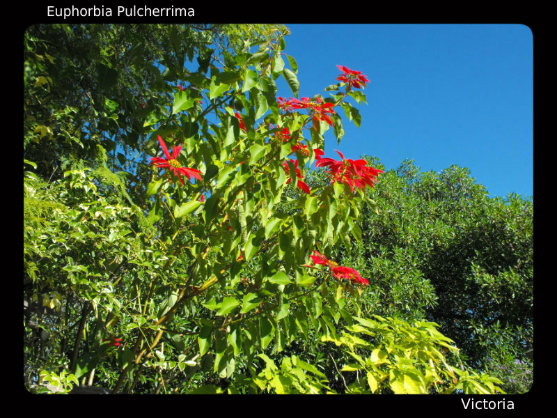 Poinsettia 3 Dec 14.jpg