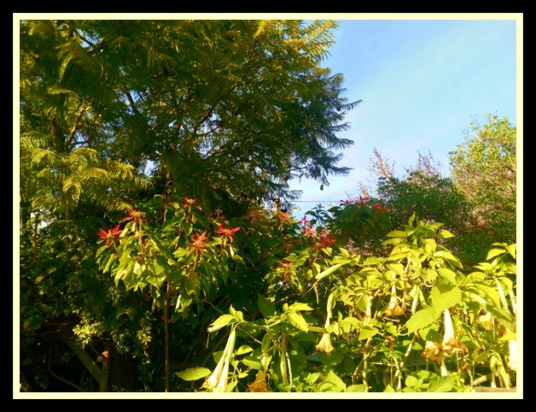 Poinsettia.Brug Dec 18.jpg