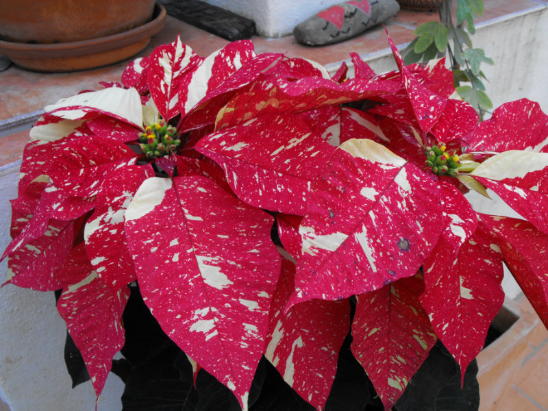 Poinsettia Hybrid 20 Dec 09.JPG