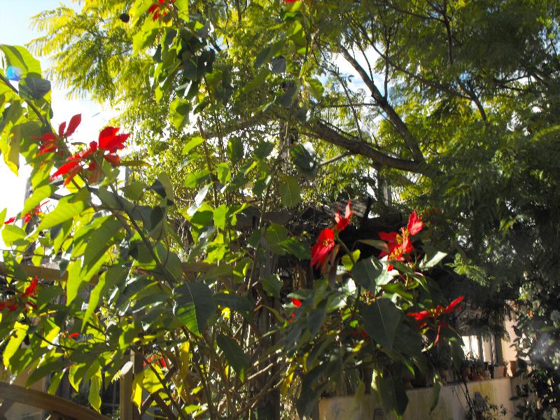 Poinsettia & Jacaranda.jpg