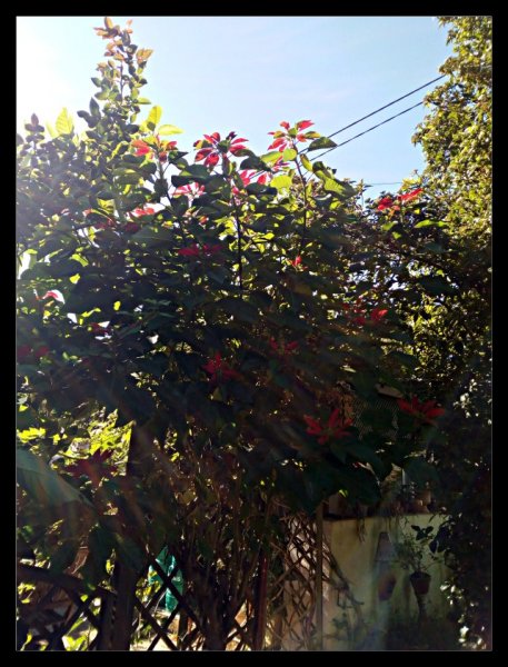 Poinsettia2 2 Dec 20.jpg