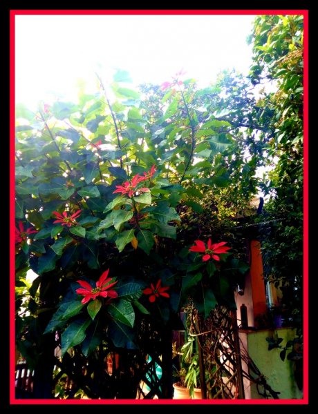 Poinsettia2 29 Nov 20.jpg