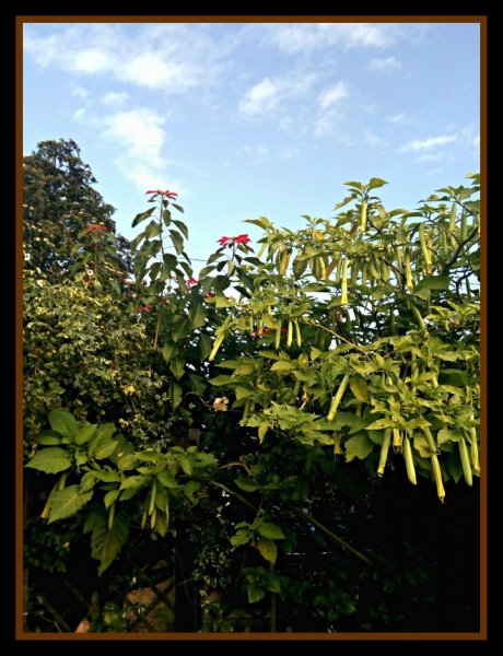 Poinsettia3 20 Nov 20.jpg