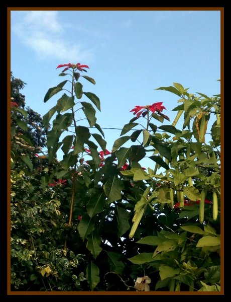 Poinsettia4 20 Nov 20.jpg