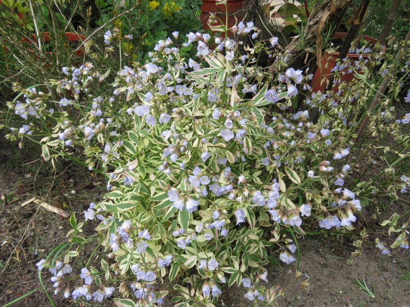 polemonium.JPG