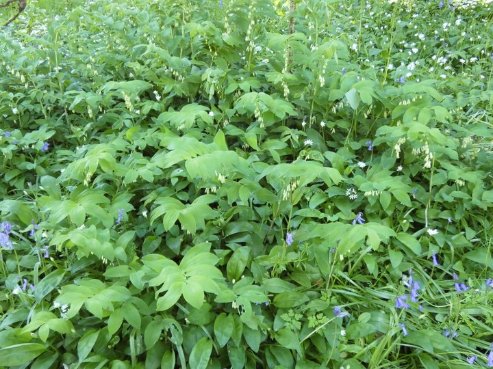 Polygonatum .  01 - small.jpg