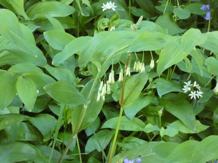 Polygonatum .  02 - small.jpg