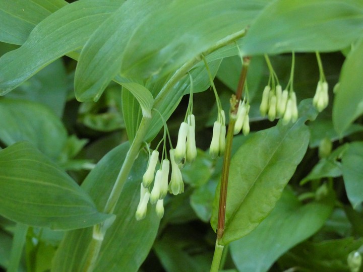 Polygonatum .  03 - small.jpg