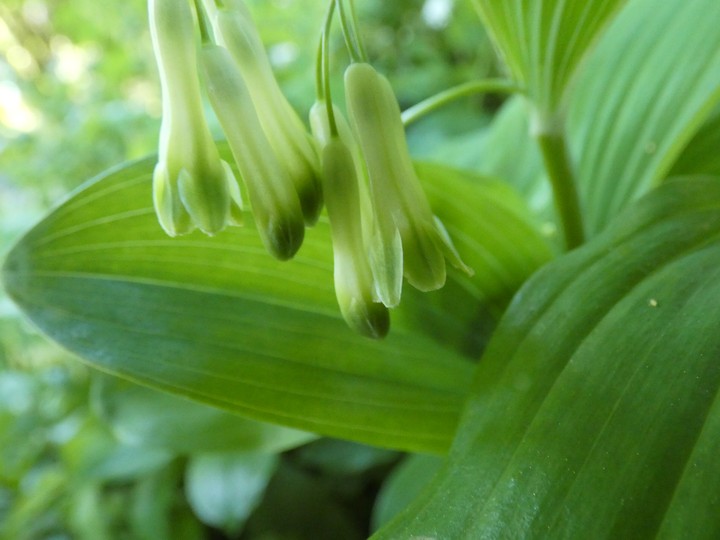 Polygonatum .  04 - small.jpg