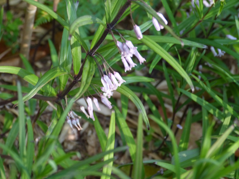 Polygonatum curvistylum.JPG