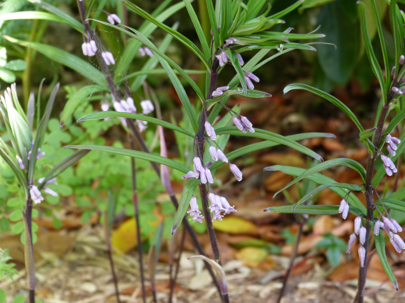 Polygonatum curvistylum.JPG