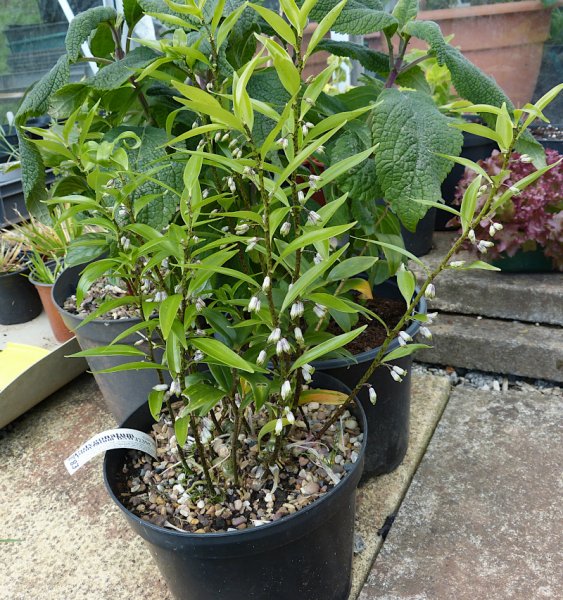 Polygonatum punctatum.JPG