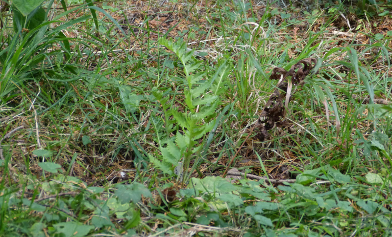 Polypdium calirhiza Sarah Lyman.JPG