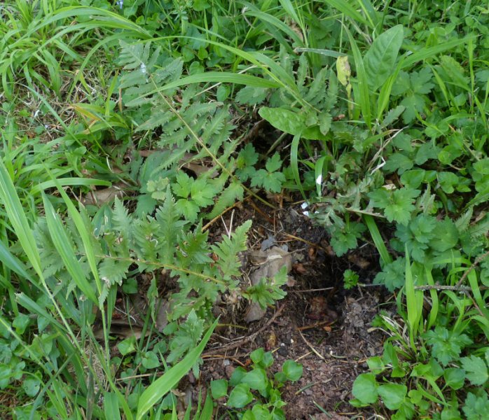 Polypodium calirhiaz Sarah Lyman 1.JPG