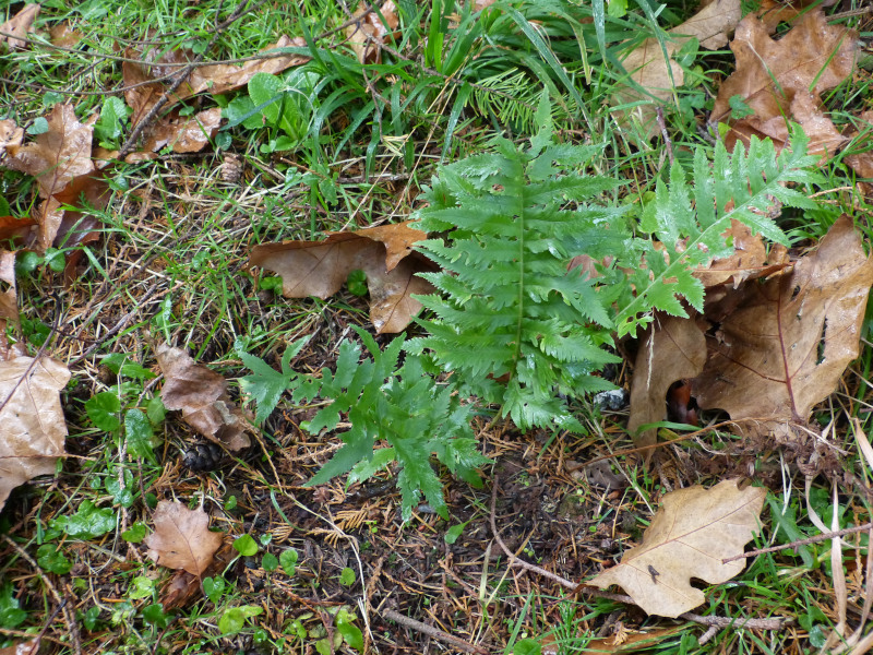 Polypodium calirhiza 'Sarah Lyman' .JPG