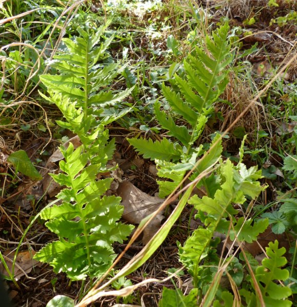 Polypodium calirhiza Sarah Lyman.JPG