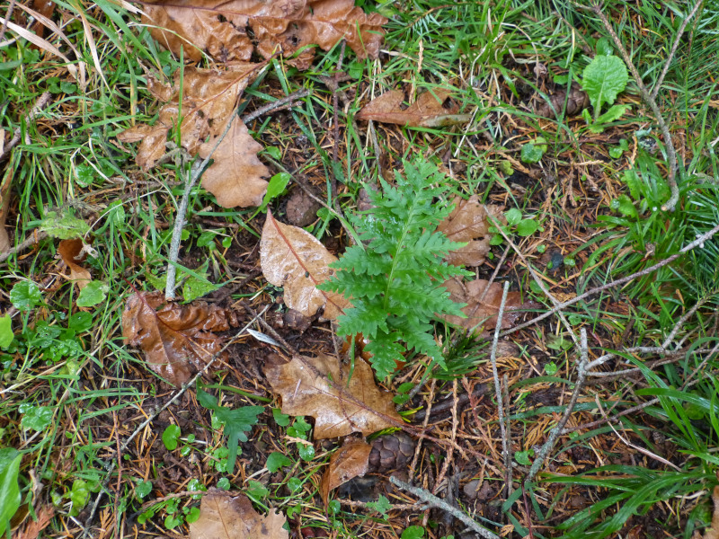 Polypodium cambricum Pulcherrimum Addison.JPG