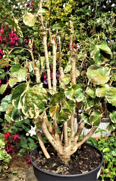 Polyscias scutellaria Balfourii.jpg