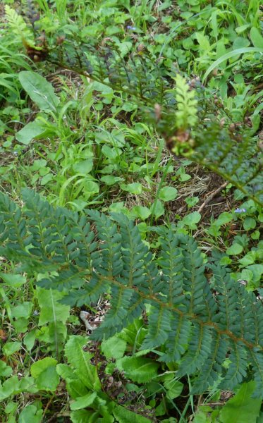 Polystichum proliferum 2.JPG