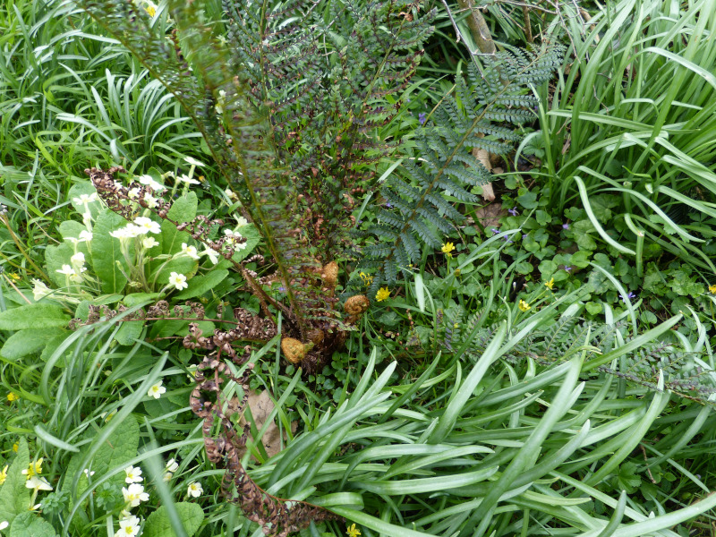 Polystichum proliferum.JPG