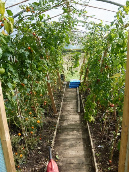 polytunnel toms 20.9.2015.jpg