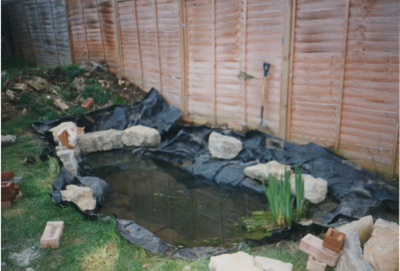 pond3.jpg