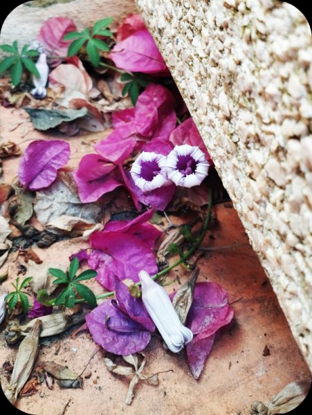 ponors airio1 24 ul 25.jpg