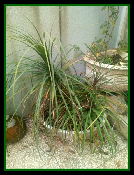 Ponytail2 29 Feb 20.jpg