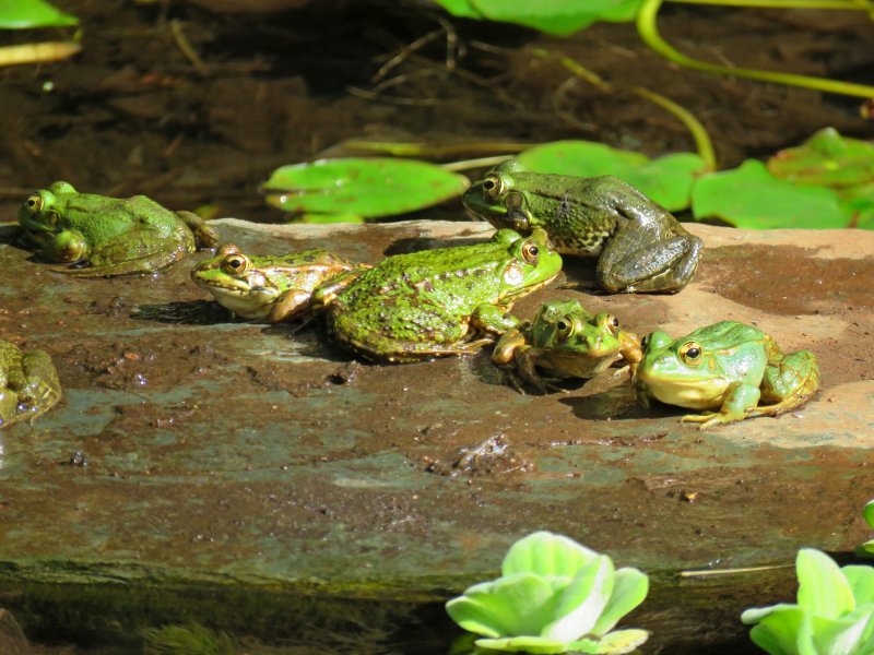 pool frogs 1.JPG