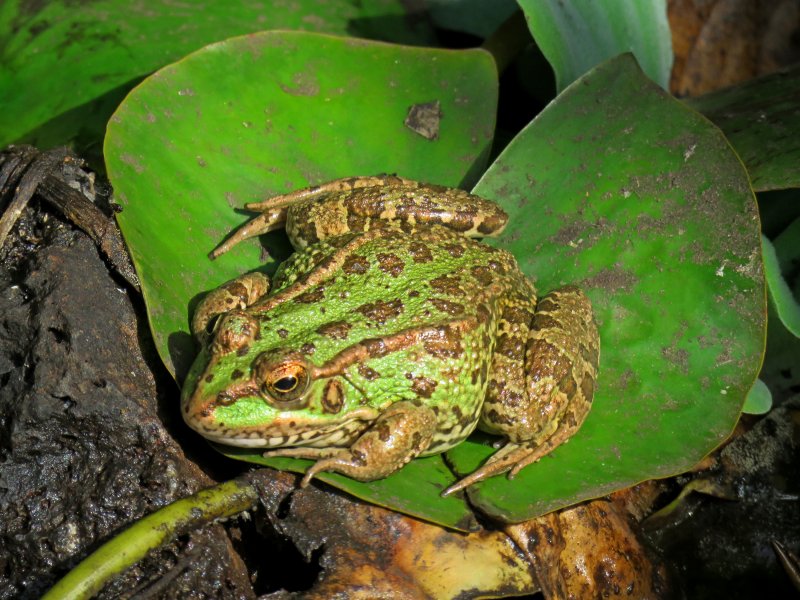 pool frogs 2.JPG