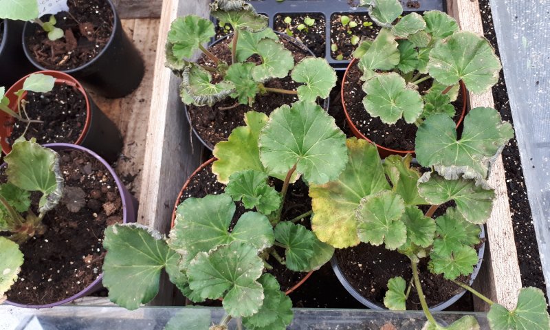 Poorly Geraniums.jpg