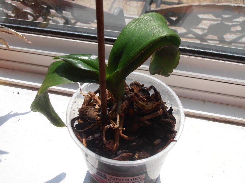 Poorly orchid upload.jpg