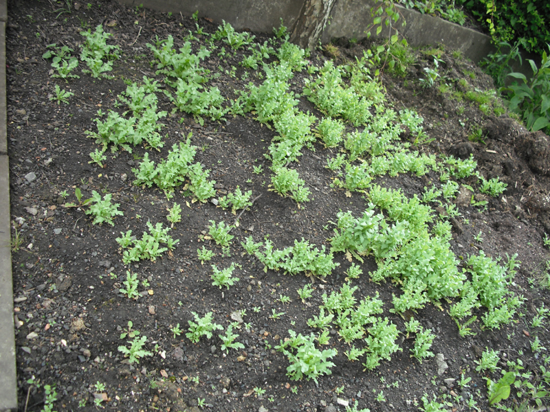 poppy field!  03-06-2012.jpg