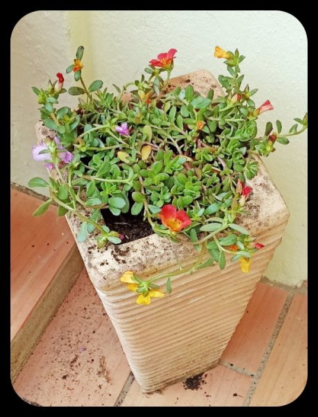 Portulaca 29 Oct 21.jpg