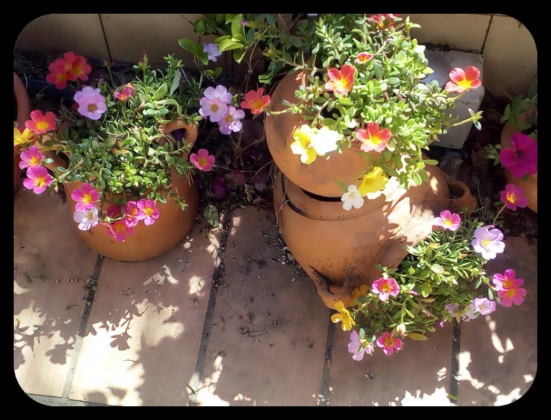 Portulaca 7 Jun.jpg