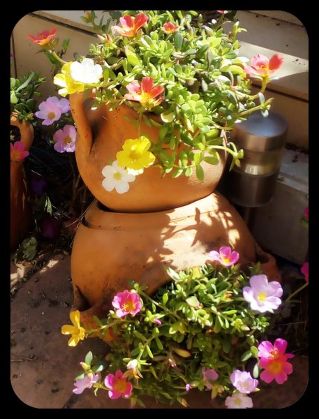 Portulaca2 7 Jun.jpg