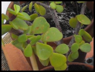 Portulacaria afra.jpg