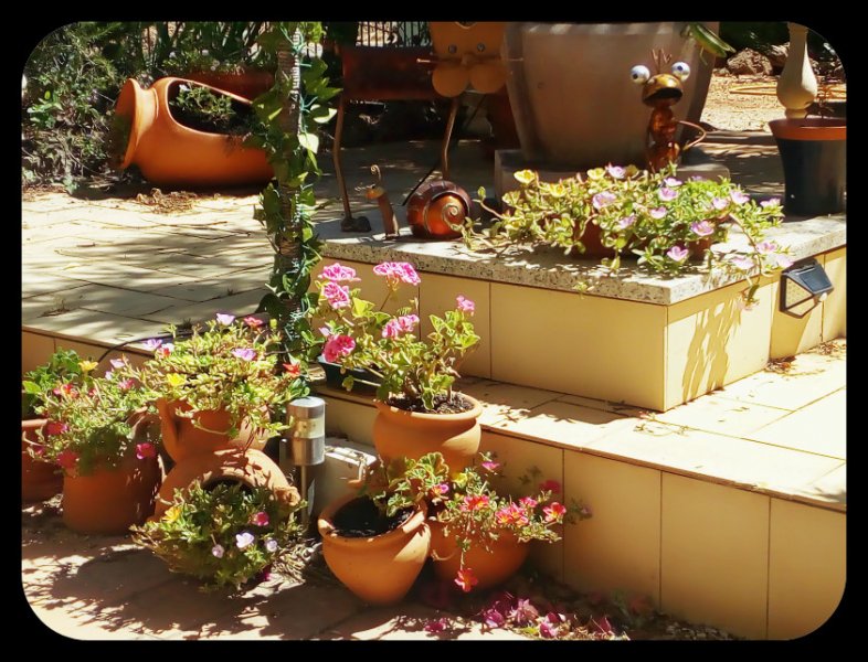 Portulacas 28 Jul.jpg