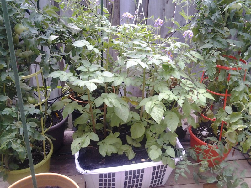 Potatoes in a basket.jpg