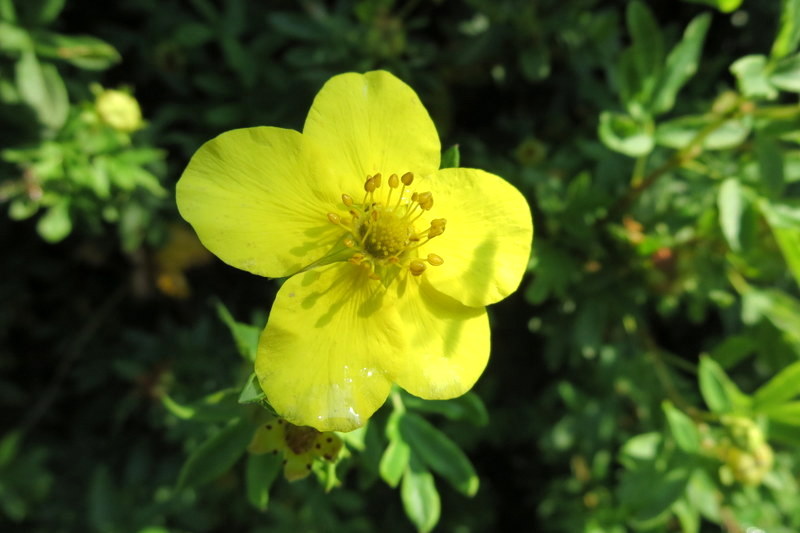 POTENTILLA  FRUTICOSA 23-08-2015 14-19-23.JPG