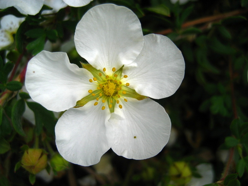 POTENTILLA  FRUTICOSA  ABBOTSWOOD 20-07-2008 11-23-50.JPG
