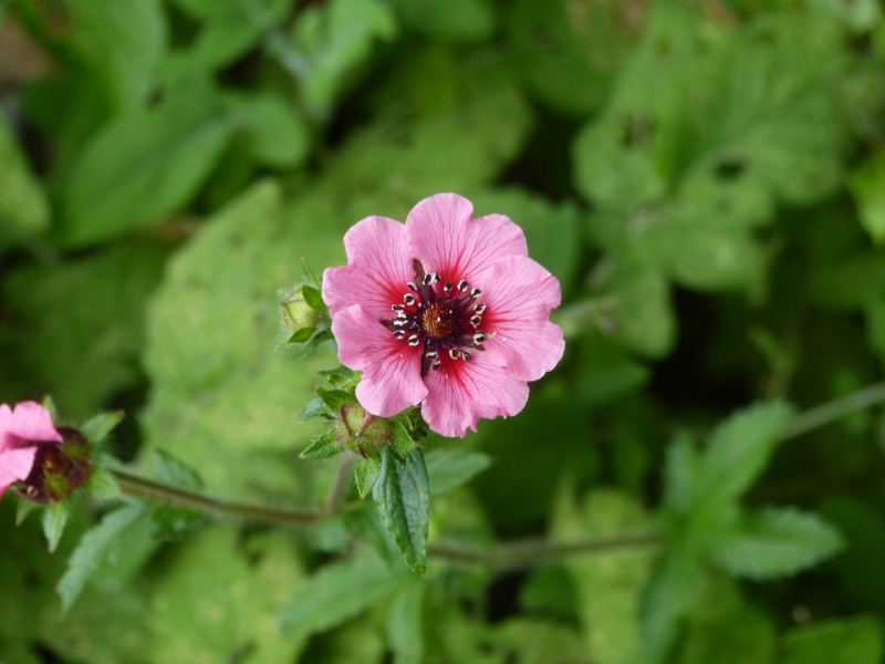 Potentilla nepalensis.JPG