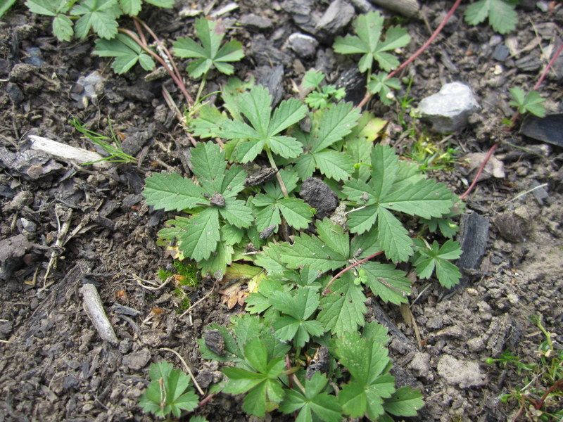 POTENTILLA  REPTANS 24-08-2011 11-17-45.JPG