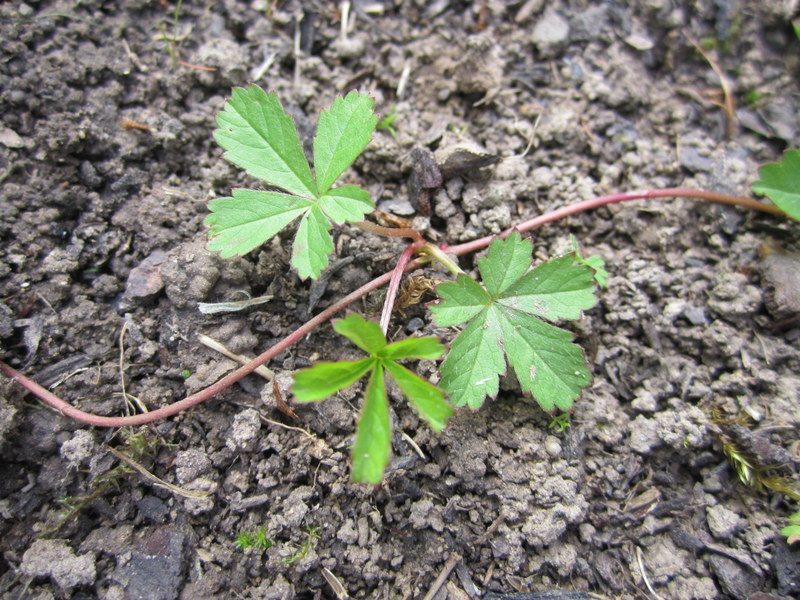 POTENTILLA  REPTANS 24-08-2011 11-17-54.JPG