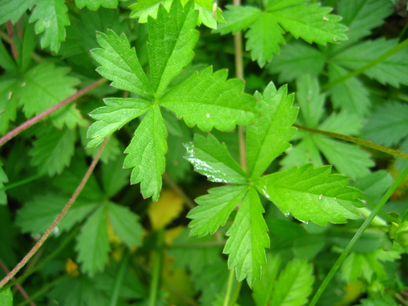 POTENTILLA  REPTANS  CREEPING  CINQUEFOIL 11-Jun-08 10-41-06 AM.JPG