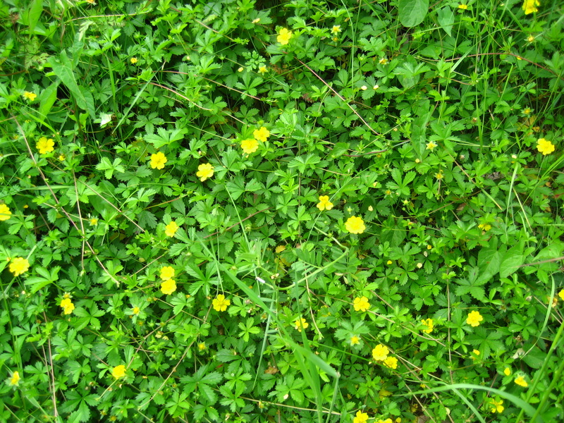 POTENTILLA  REPTANS  CREEPING  CINQUEFOIL 11-Jun-08 10-41-26 AM.JPG