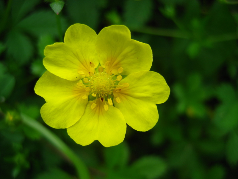 POTENTILLA  REPTANS  CREEPING  CINQUEFOIL 11-Jun-08 10-41-52 AM.JPG