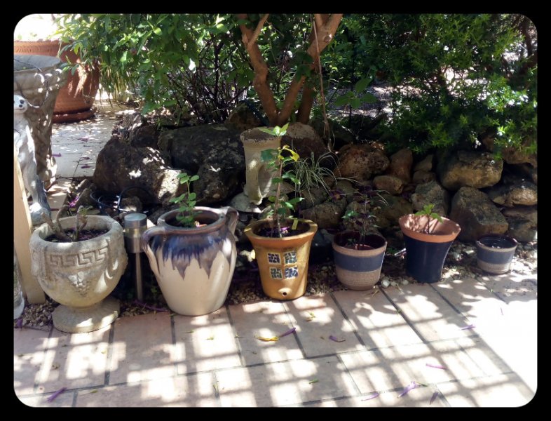 Pots Again 12 April 21.jpg