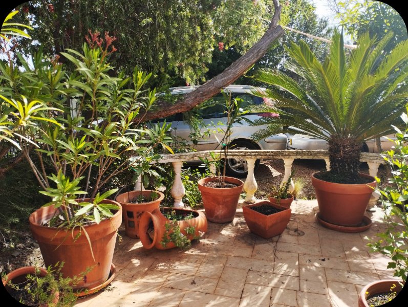 Pots on Raised Patio1 16 Apr 24.jpg