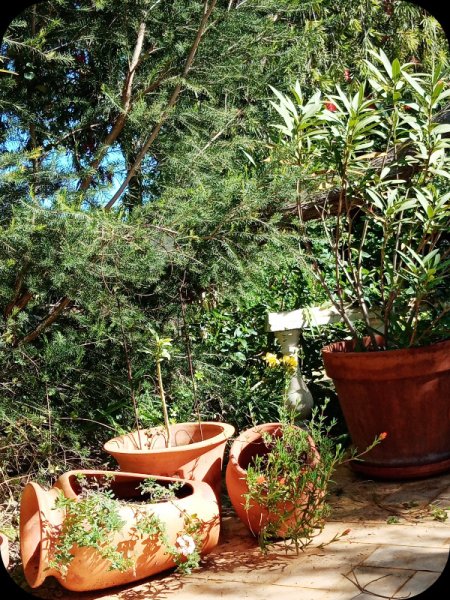 Pots on Raised Patio2 19 Feb 24.jpg